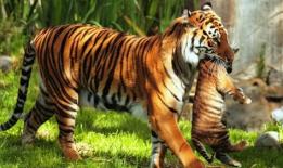 四虎视频,网络红人现象背后的故事